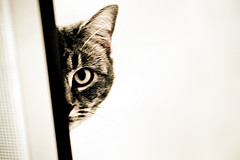 Cat Hiding