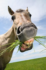 funny donkey