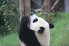Google Panda Climbing