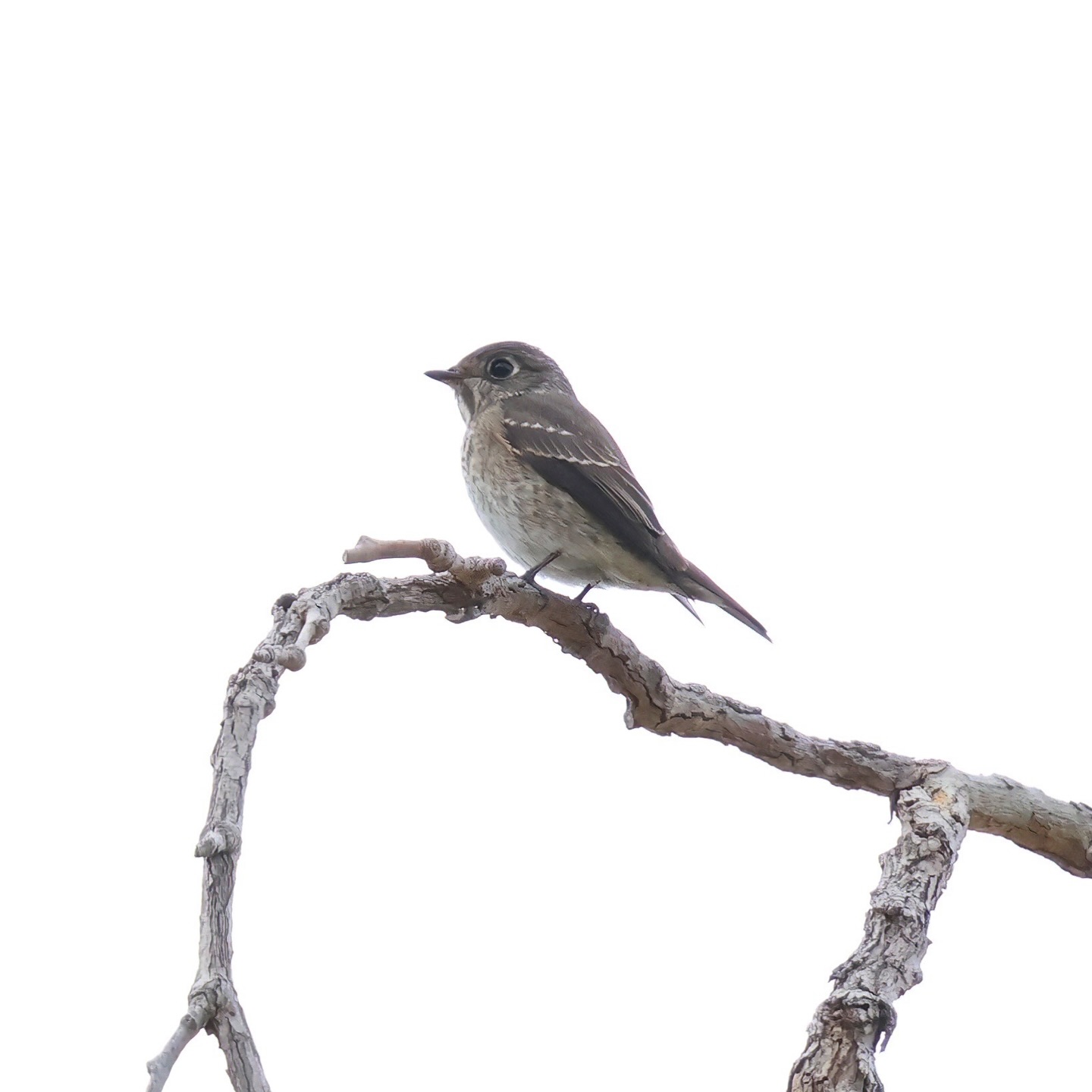 Dark Sided Flycatcher At Google