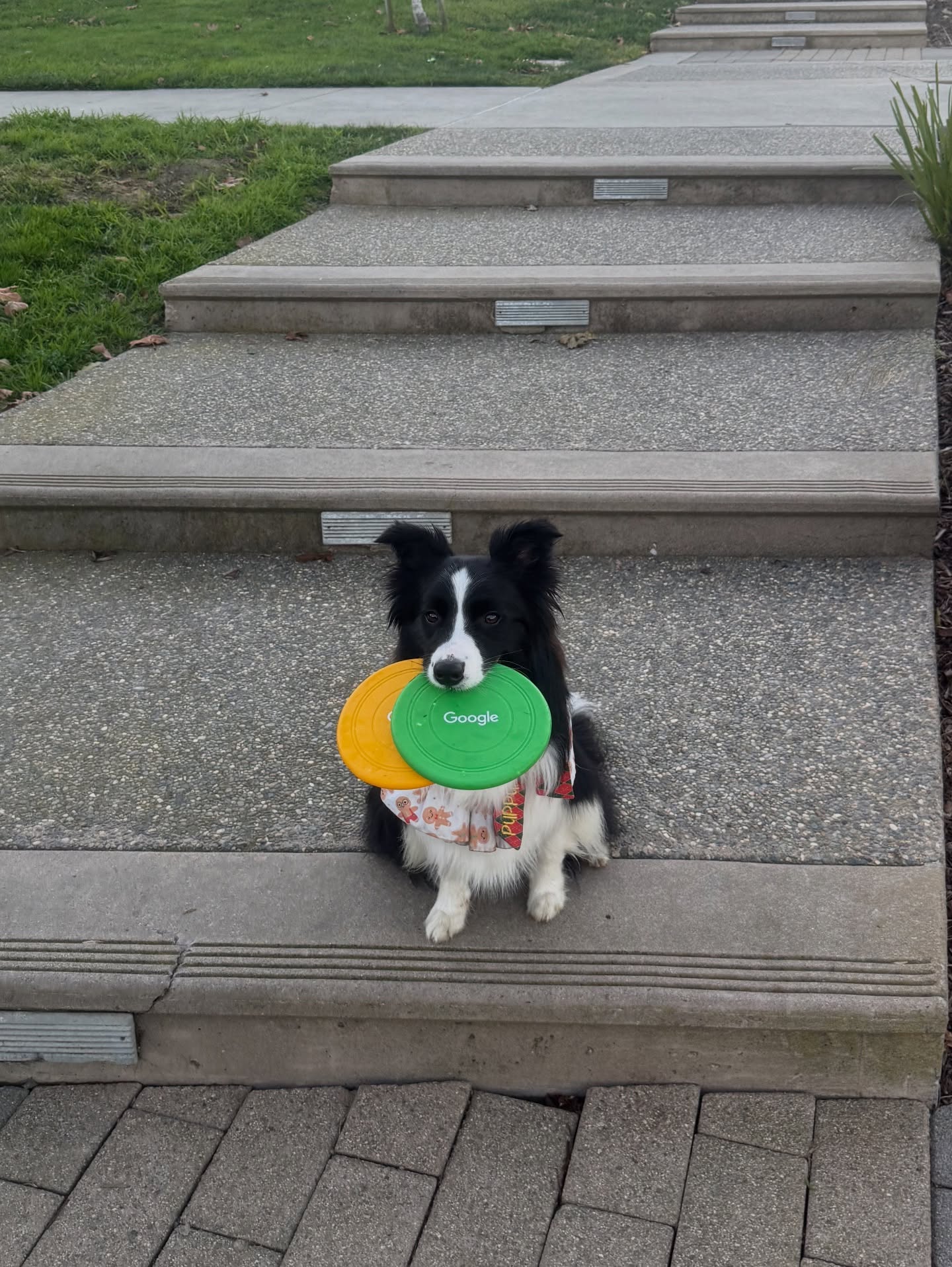 Doogler With Google Frisbees